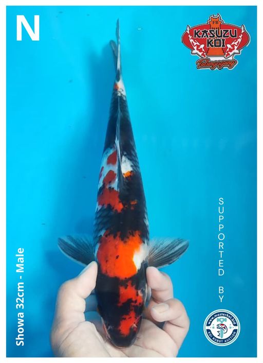Lelang Koi Online, Jual Beli Ikan Koi, Pusat Jual Beli Koi, Info Lelang Koi Hari Ini, Platform Jual Beli Koi, Jual Beli Ikan Koi Online, Marketplace Ikan Koi, Jual Koi Terbaik, Tempat Beli Koi Berkualitas, Pasar Ikan Koi Online Terpercaya, Penjual Ikan Koi Terpercaya, Beli Koi Hias Online, Ikan Koi untuk Dijual, Koi Kualitas Terbaik, Toko Online Ikan Koi, Koi Hias Untuk Dijual, Jual Beli Ikan Koi Lokal, Koi Indonesia Online, Pusat Jual Beli Koi Terbesar