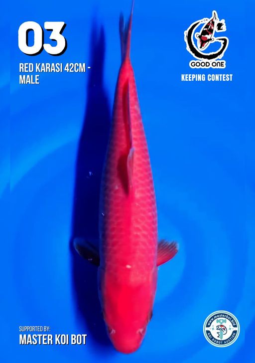 Lelang Koi Online, Jual Beli Ikan Koi, Pusat Jual Beli Koi, Info Lelang Koi Hari Ini, Platform Jual Beli Koi, Jual Beli Ikan Koi Online, Marketplace Ikan Koi, Jual Koi Terbaik, Tempat Beli Koi Berkualitas, Pasar Ikan Koi Online Terpercaya, Penjual Ikan Koi Terpercaya, Beli Koi Hias Online, Ikan Koi untuk Dijual, Koi Kualitas Terbaik, Toko Online Ikan Koi, Koi Hias Untuk Dijual, Jual Beli Ikan Koi Lokal, Koi Indonesia Online, Pusat Jual Beli Koi Terbesar