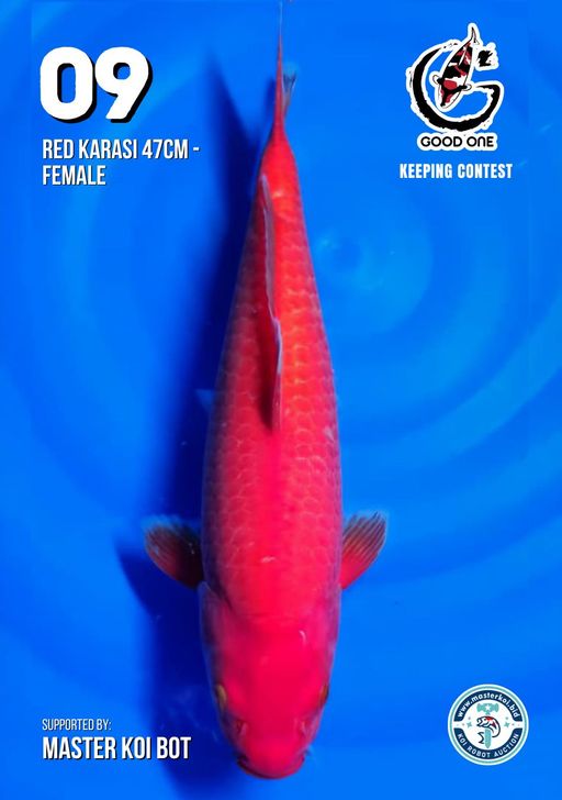 Lelang Koi Online, Jual Beli Ikan Koi, Pusat Jual Beli Koi, Info Lelang Koi Hari Ini, Platform Jual Beli Koi, Jual Beli Ikan Koi Online, Marketplace Ikan Koi, Jual Koi Terbaik, Tempat Beli Koi Berkualitas, Pasar Ikan Koi Online Terpercaya, Penjual Ikan Koi Terpercaya, Beli Koi Hias Online, Ikan Koi untuk Dijual, Koi Kualitas Terbaik, Toko Online Ikan Koi, Koi Hias Untuk Dijual, Jual Beli Ikan Koi Lokal, Koi Indonesia Online, Pusat Jual Beli Koi Terbesar