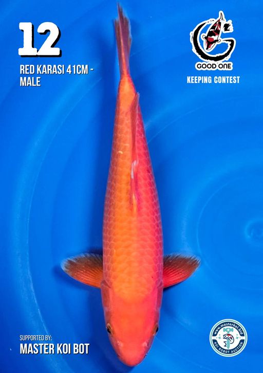 Lelang Koi Online, Jual Beli Ikan Koi, Pusat Jual Beli Koi, Info Lelang Koi Hari Ini, Platform Jual Beli Koi, Jual Beli Ikan Koi Online, Marketplace Ikan Koi, Jual Koi Terbaik, Tempat Beli Koi Berkualitas, Pasar Ikan Koi Online Terpercaya, Penjual Ikan Koi Terpercaya, Beli Koi Hias Online, Ikan Koi untuk Dijual, Koi Kualitas Terbaik, Toko Online Ikan Koi, Koi Hias Untuk Dijual, Jual Beli Ikan Koi Lokal, Koi Indonesia Online, Pusat Jual Beli Koi Terbesar