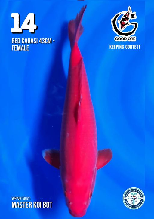 Lelang Koi Online, Jual Beli Ikan Koi, Pusat Jual Beli Koi, Info Lelang Koi Hari Ini, Platform Jual Beli Koi, Jual Beli Ikan Koi Online, Marketplace Ikan Koi, Jual Koi Terbaik, Tempat Beli Koi Berkualitas, Pasar Ikan Koi Online Terpercaya, Penjual Ikan Koi Terpercaya, Beli Koi Hias Online, Ikan Koi untuk Dijual, Koi Kualitas Terbaik, Toko Online Ikan Koi, Koi Hias Untuk Dijual, Jual Beli Ikan Koi Lokal, Koi Indonesia Online, Pusat Jual Beli Koi Terbesar