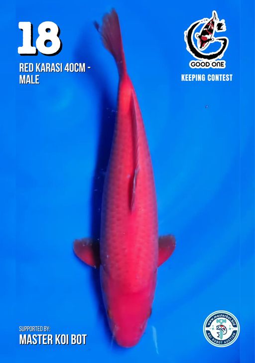 Lelang Koi Online, Jual Beli Ikan Koi, Pusat Jual Beli Koi, Info Lelang Koi Hari Ini, Platform Jual Beli Koi, Jual Beli Ikan Koi Online, Marketplace Ikan Koi, Jual Koi Terbaik, Tempat Beli Koi Berkualitas, Pasar Ikan Koi Online Terpercaya, Penjual Ikan Koi Terpercaya, Beli Koi Hias Online, Ikan Koi untuk Dijual, Koi Kualitas Terbaik, Toko Online Ikan Koi, Koi Hias Untuk Dijual, Jual Beli Ikan Koi Lokal, Koi Indonesia Online, Pusat Jual Beli Koi Terbesar