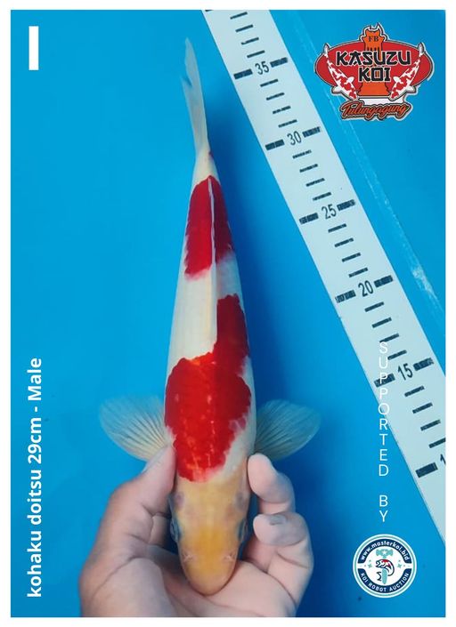 Lelang Koi Online, Jual Beli Ikan Koi, Pusat Jual Beli Koi, Info Lelang Koi Hari Ini, Platform Jual Beli Koi, Jual Beli Ikan Koi Online, Marketplace Ikan Koi, Jual Koi Terbaik, Tempat Beli Koi Berkualitas, Pasar Ikan Koi Online Terpercaya, Penjual Ikan Koi Terpercaya, Beli Koi Hias Online, Ikan Koi untuk Dijual, Koi Kualitas Terbaik, Toko Online Ikan Koi, Koi Hias Untuk Dijual, Jual Beli Ikan Koi Lokal, Koi Indonesia Online, Pusat Jual Beli Koi Terbesar