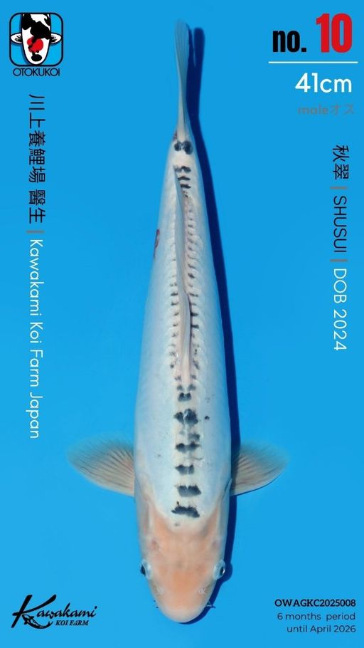 Lelang Koi Online, Jual Beli Ikan Koi, Pusat Jual Beli Koi, Info Lelang Koi Hari Ini, Platform Jual Beli Koi, Jual Beli Ikan Koi Online, Marketplace Ikan Koi, Jual Koi Terbaik, Tempat Beli Koi Berkualitas, Pasar Ikan Koi Online Terpercaya, Penjual Ikan Koi Terpercaya, Beli Koi Hias Online, Ikan Koi untuk Dijual, Koi Kualitas Terbaik, Toko Online Ikan Koi, Koi Hias Untuk Dijual, Jual Beli Ikan Koi Lokal, Koi Indonesia Online, Pusat Jual Beli Koi Terbesar