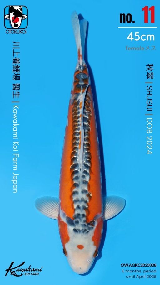 Lelang Koi Online, Jual Beli Ikan Koi, Pusat Jual Beli Koi, Info Lelang Koi Hari Ini, Platform Jual Beli Koi, Jual Beli Ikan Koi Online, Marketplace Ikan Koi, Jual Koi Terbaik, Tempat Beli Koi Berkualitas, Pasar Ikan Koi Online Terpercaya, Penjual Ikan Koi Terpercaya, Beli Koi Hias Online, Ikan Koi untuk Dijual, Koi Kualitas Terbaik, Toko Online Ikan Koi, Koi Hias Untuk Dijual, Jual Beli Ikan Koi Lokal, Koi Indonesia Online, Pusat Jual Beli Koi Terbesar