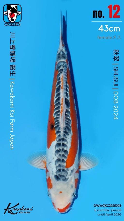 Lelang Koi Online, Jual Beli Ikan Koi, Pusat Jual Beli Koi, Info Lelang Koi Hari Ini, Platform Jual Beli Koi, Jual Beli Ikan Koi Online, Marketplace Ikan Koi, Jual Koi Terbaik, Tempat Beli Koi Berkualitas, Pasar Ikan Koi Online Terpercaya, Penjual Ikan Koi Terpercaya, Beli Koi Hias Online, Ikan Koi untuk Dijual, Koi Kualitas Terbaik, Toko Online Ikan Koi, Koi Hias Untuk Dijual, Jual Beli Ikan Koi Lokal, Koi Indonesia Online, Pusat Jual Beli Koi Terbesar