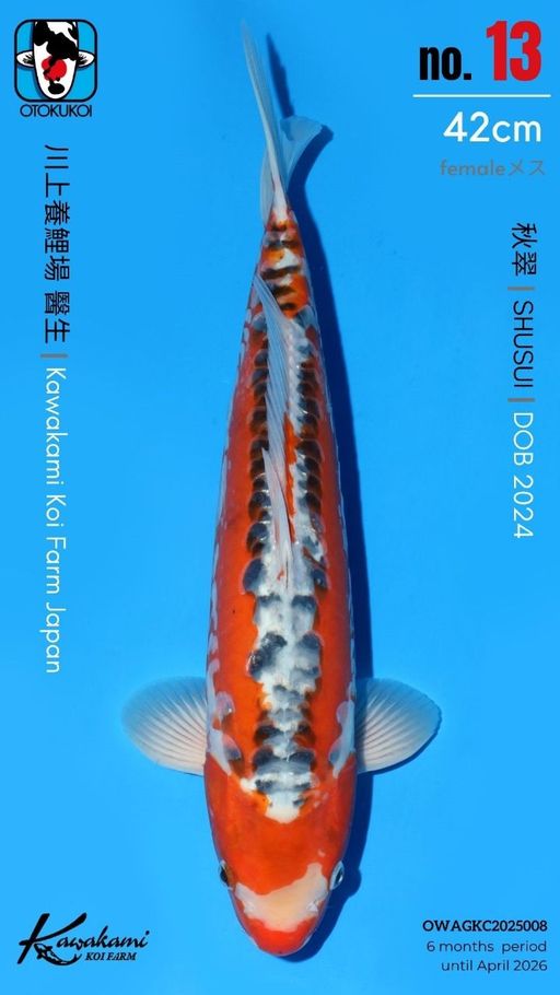 Lelang Koi Online, Jual Beli Ikan Koi, Pusat Jual Beli Koi, Info Lelang Koi Hari Ini, Platform Jual Beli Koi, Jual Beli Ikan Koi Online, Marketplace Ikan Koi, Jual Koi Terbaik, Tempat Beli Koi Berkualitas, Pasar Ikan Koi Online Terpercaya, Penjual Ikan Koi Terpercaya, Beli Koi Hias Online, Ikan Koi untuk Dijual, Koi Kualitas Terbaik, Toko Online Ikan Koi, Koi Hias Untuk Dijual, Jual Beli Ikan Koi Lokal, Koi Indonesia Online, Pusat Jual Beli Koi Terbesar