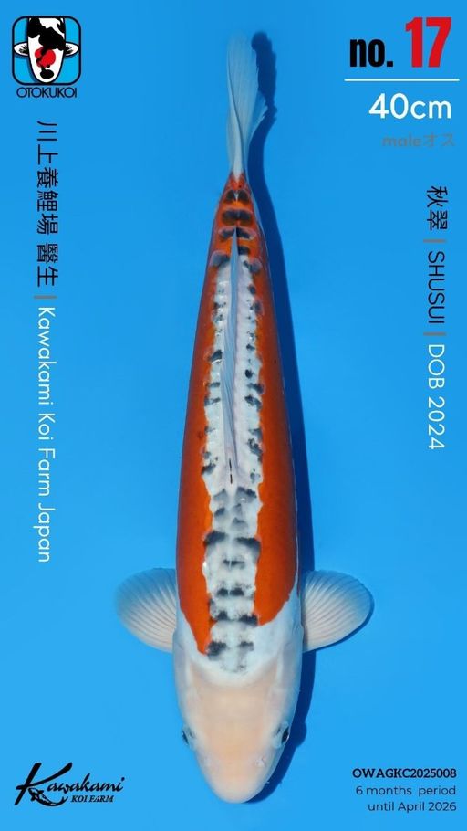 Lelang Koi Online, Jual Beli Ikan Koi, Pusat Jual Beli Koi, Info Lelang Koi Hari Ini, Platform Jual Beli Koi, Jual Beli Ikan Koi Online, Marketplace Ikan Koi, Jual Koi Terbaik, Tempat Beli Koi Berkualitas, Pasar Ikan Koi Online Terpercaya, Penjual Ikan Koi Terpercaya, Beli Koi Hias Online, Ikan Koi untuk Dijual, Koi Kualitas Terbaik, Toko Online Ikan Koi, Koi Hias Untuk Dijual, Jual Beli Ikan Koi Lokal, Koi Indonesia Online, Pusat Jual Beli Koi Terbesar