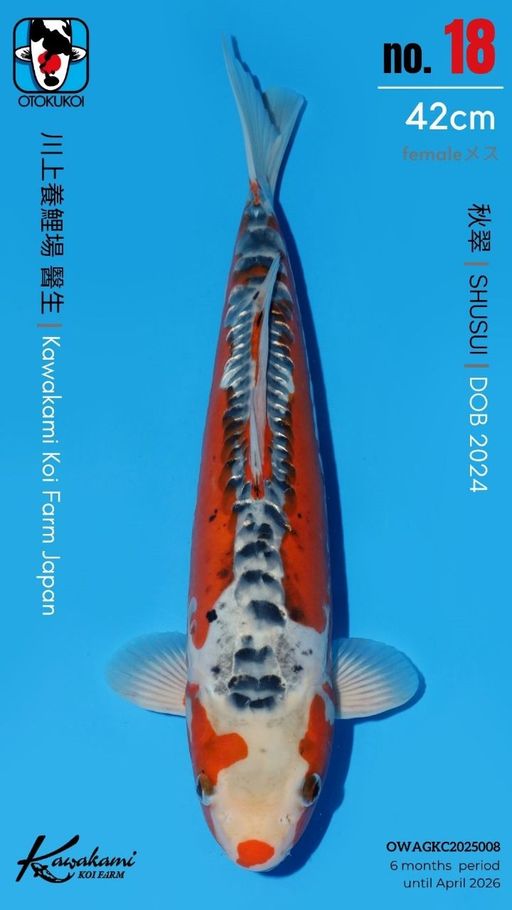 Lelang Koi Online, Jual Beli Ikan Koi, Pusat Jual Beli Koi, Info Lelang Koi Hari Ini, Platform Jual Beli Koi, Jual Beli Ikan Koi Online, Marketplace Ikan Koi, Jual Koi Terbaik, Tempat Beli Koi Berkualitas, Pasar Ikan Koi Online Terpercaya, Penjual Ikan Koi Terpercaya, Beli Koi Hias Online, Ikan Koi untuk Dijual, Koi Kualitas Terbaik, Toko Online Ikan Koi, Koi Hias Untuk Dijual, Jual Beli Ikan Koi Lokal, Koi Indonesia Online, Pusat Jual Beli Koi Terbesar