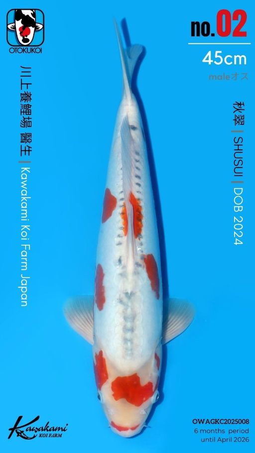 Lelang Koi Online, Jual Beli Ikan Koi, Pusat Jual Beli Koi, Info Lelang Koi Hari Ini, Platform Jual Beli Koi, Jual Beli Ikan Koi Online, Marketplace Ikan Koi, Jual Koi Terbaik, Tempat Beli Koi Berkualitas, Pasar Ikan Koi Online Terpercaya, Penjual Ikan Koi Terpercaya, Beli Koi Hias Online, Ikan Koi untuk Dijual, Koi Kualitas Terbaik, Toko Online Ikan Koi, Koi Hias Untuk Dijual, Jual Beli Ikan Koi Lokal, Koi Indonesia Online, Pusat Jual Beli Koi Terbesar