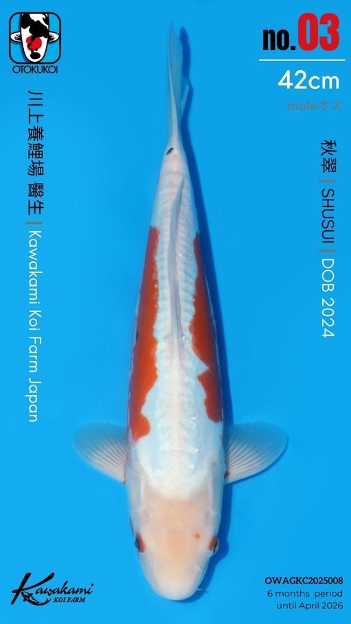 Lelang Koi Online, Jual Beli Ikan Koi, Pusat Jual Beli Koi, Info Lelang Koi Hari Ini, Platform Jual Beli Koi, Jual Beli Ikan Koi Online, Marketplace Ikan Koi, Jual Koi Terbaik, Tempat Beli Koi Berkualitas, Pasar Ikan Koi Online Terpercaya, Penjual Ikan Koi Terpercaya, Beli Koi Hias Online, Ikan Koi untuk Dijual, Koi Kualitas Terbaik, Toko Online Ikan Koi, Koi Hias Untuk Dijual, Jual Beli Ikan Koi Lokal, Koi Indonesia Online, Pusat Jual Beli Koi Terbesar