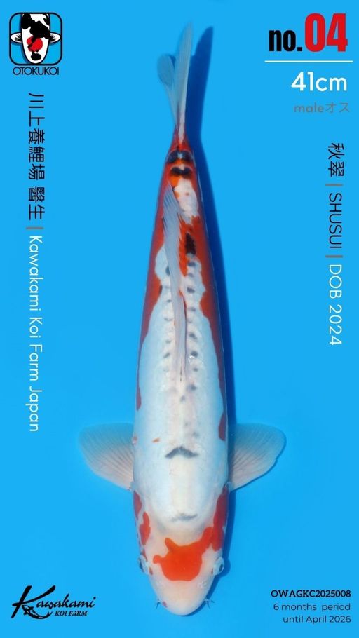 Lelang Koi Online, Jual Beli Ikan Koi, Pusat Jual Beli Koi, Info Lelang Koi Hari Ini, Platform Jual Beli Koi, Jual Beli Ikan Koi Online, Marketplace Ikan Koi, Jual Koi Terbaik, Tempat Beli Koi Berkualitas, Pasar Ikan Koi Online Terpercaya, Penjual Ikan Koi Terpercaya, Beli Koi Hias Online, Ikan Koi untuk Dijual, Koi Kualitas Terbaik, Toko Online Ikan Koi, Koi Hias Untuk Dijual, Jual Beli Ikan Koi Lokal, Koi Indonesia Online, Pusat Jual Beli Koi Terbesar