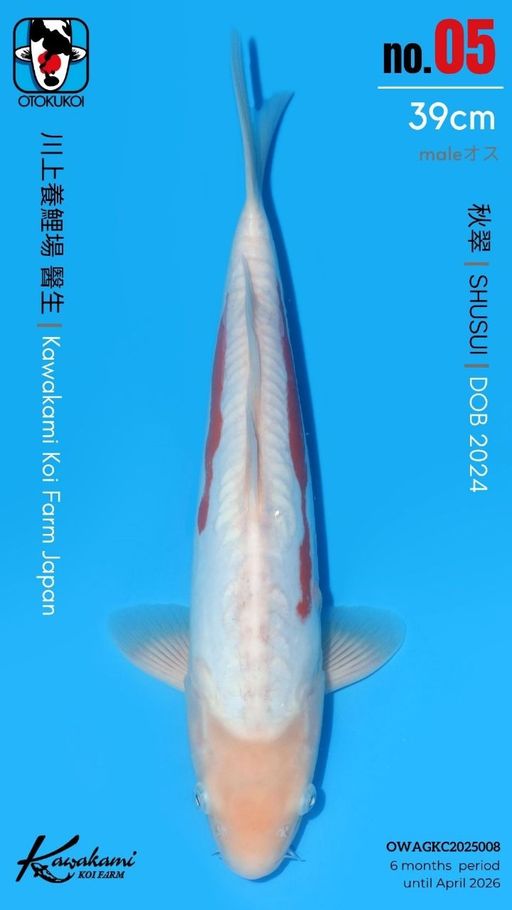 Lelang Koi Online, Jual Beli Ikan Koi, Pusat Jual Beli Koi, Info Lelang Koi Hari Ini, Platform Jual Beli Koi, Jual Beli Ikan Koi Online, Marketplace Ikan Koi, Jual Koi Terbaik, Tempat Beli Koi Berkualitas, Pasar Ikan Koi Online Terpercaya, Penjual Ikan Koi Terpercaya, Beli Koi Hias Online, Ikan Koi untuk Dijual, Koi Kualitas Terbaik, Toko Online Ikan Koi, Koi Hias Untuk Dijual, Jual Beli Ikan Koi Lokal, Koi Indonesia Online, Pusat Jual Beli Koi Terbesar