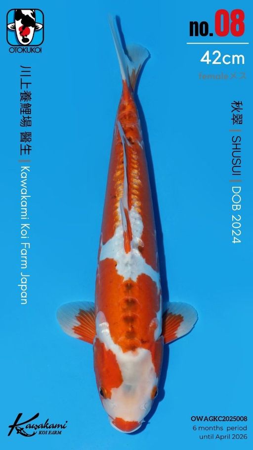 Lelang Koi Online, Jual Beli Ikan Koi, Pusat Jual Beli Koi, Info Lelang Koi Hari Ini, Platform Jual Beli Koi, Jual Beli Ikan Koi Online, Marketplace Ikan Koi, Jual Koi Terbaik, Tempat Beli Koi Berkualitas, Pasar Ikan Koi Online Terpercaya, Penjual Ikan Koi Terpercaya, Beli Koi Hias Online, Ikan Koi untuk Dijual, Koi Kualitas Terbaik, Toko Online Ikan Koi, Koi Hias Untuk Dijual, Jual Beli Ikan Koi Lokal, Koi Indonesia Online, Pusat Jual Beli Koi Terbesar