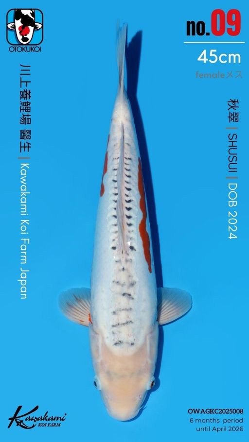 Lelang Koi Online, Jual Beli Ikan Koi, Pusat Jual Beli Koi, Info Lelang Koi Hari Ini, Platform Jual Beli Koi, Jual Beli Ikan Koi Online, Marketplace Ikan Koi, Jual Koi Terbaik, Tempat Beli Koi Berkualitas, Pasar Ikan Koi Online Terpercaya, Penjual Ikan Koi Terpercaya, Beli Koi Hias Online, Ikan Koi untuk Dijual, Koi Kualitas Terbaik, Toko Online Ikan Koi, Koi Hias Untuk Dijual, Jual Beli Ikan Koi Lokal, Koi Indonesia Online, Pusat Jual Beli Koi Terbesar