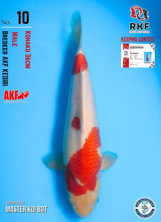 Lelang Koi Online, Jual Beli Ikan Koi, Pusat Jual Beli Koi, Info Lelang Koi Hari Ini, Platform Jual Beli Koi, Jual Beli Ikan Koi Online, Marketplace Ikan Koi, Jual Koi Terbaik, Tempat Beli Koi Berkualitas, Pasar Ikan Koi Online Terpercaya, Penjual Ikan Koi Terpercaya, Beli Koi Hias Online, Ikan Koi untuk Dijual, Koi Kualitas Terbaik, Toko Online Ikan Koi, Koi Hias Untuk Dijual, Jual Beli Ikan Koi Lokal, Koi Indonesia Online, Pusat Jual Beli Koi Terbesar