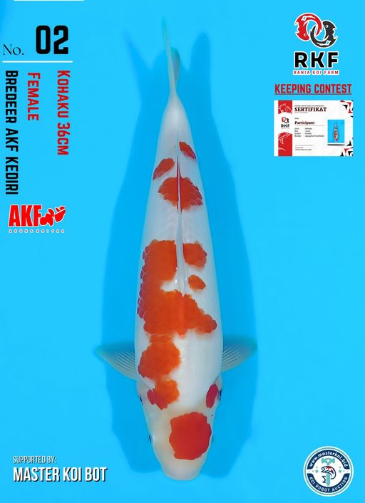 Lelang Koi Online, Jual Beli Ikan Koi, Pusat Jual Beli Koi, Info Lelang Koi Hari Ini, Platform Jual Beli Koi, Jual Beli Ikan Koi Online, Marketplace Ikan Koi, Jual Koi Terbaik, Tempat Beli Koi Berkualitas, Pasar Ikan Koi Online Terpercaya, Penjual Ikan Koi Terpercaya, Beli Koi Hias Online, Ikan Koi untuk Dijual, Koi Kualitas Terbaik, Toko Online Ikan Koi, Koi Hias Untuk Dijual, Jual Beli Ikan Koi Lokal, Koi Indonesia Online, Pusat Jual Beli Koi Terbesar