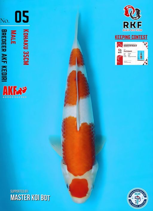 Lelang Koi Online, Jual Beli Ikan Koi, Pusat Jual Beli Koi, Info Lelang Koi Hari Ini, Platform Jual Beli Koi, Jual Beli Ikan Koi Online, Marketplace Ikan Koi, Jual Koi Terbaik, Tempat Beli Koi Berkualitas, Pasar Ikan Koi Online Terpercaya, Penjual Ikan Koi Terpercaya, Beli Koi Hias Online, Ikan Koi untuk Dijual, Koi Kualitas Terbaik, Toko Online Ikan Koi, Koi Hias Untuk Dijual, Jual Beli Ikan Koi Lokal, Koi Indonesia Online, Pusat Jual Beli Koi Terbesar