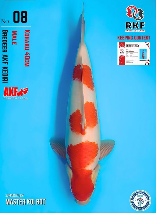 Lelang Koi Online, Jual Beli Ikan Koi, Pusat Jual Beli Koi, Info Lelang Koi Hari Ini, Platform Jual Beli Koi, Jual Beli Ikan Koi Online, Marketplace Ikan Koi, Jual Koi Terbaik, Tempat Beli Koi Berkualitas, Pasar Ikan Koi Online Terpercaya, Penjual Ikan Koi Terpercaya, Beli Koi Hias Online, Ikan Koi untuk Dijual, Koi Kualitas Terbaik, Toko Online Ikan Koi, Koi Hias Untuk Dijual, Jual Beli Ikan Koi Lokal, Koi Indonesia Online, Pusat Jual Beli Koi Terbesar