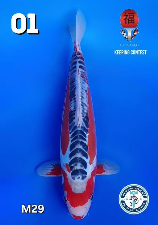 Lelang Koi Online, Jual Beli Ikan Koi, Pusat Jual Beli Koi, Info Lelang Koi Hari Ini, Platform Jual Beli Koi, Jual Beli Ikan Koi Online, Marketplace Ikan Koi, Jual Koi Terbaik, Tempat Beli Koi Berkualitas, Pasar Ikan Koi Online Terpercaya, Penjual Ikan Koi Terpercaya, Beli Koi Hias Online, Ikan Koi untuk Dijual, Koi Kualitas Terbaik, Toko Online Ikan Koi, Koi Hias Untuk Dijual, Jual Beli Ikan Koi Lokal, Koi Indonesia Online, Pusat Jual Beli Koi Terbesar