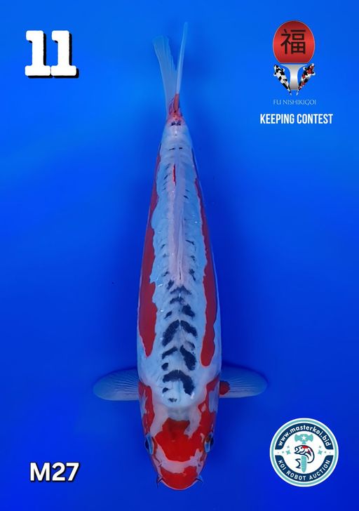 Lelang Koi Online, Jual Beli Ikan Koi, Pusat Jual Beli Koi, Info Lelang Koi Hari Ini, Platform Jual Beli Koi, Jual Beli Ikan Koi Online, Marketplace Ikan Koi, Jual Koi Terbaik, Tempat Beli Koi Berkualitas, Pasar Ikan Koi Online Terpercaya, Penjual Ikan Koi Terpercaya, Beli Koi Hias Online, Ikan Koi untuk Dijual, Koi Kualitas Terbaik, Toko Online Ikan Koi, Koi Hias Untuk Dijual, Jual Beli Ikan Koi Lokal, Koi Indonesia Online, Pusat Jual Beli Koi Terbesar