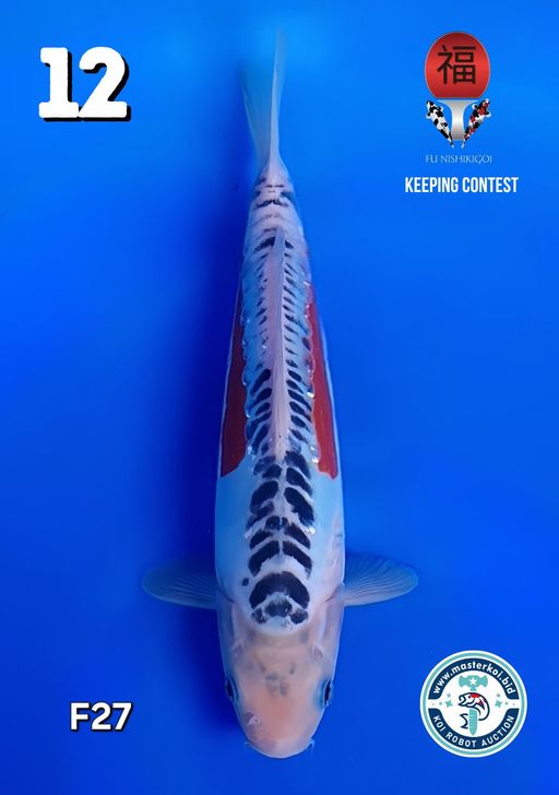 Lelang Koi Online, Jual Beli Ikan Koi, Pusat Jual Beli Koi, Info Lelang Koi Hari Ini, Platform Jual Beli Koi, Jual Beli Ikan Koi Online, Marketplace Ikan Koi, Jual Koi Terbaik, Tempat Beli Koi Berkualitas, Pasar Ikan Koi Online Terpercaya, Penjual Ikan Koi Terpercaya, Beli Koi Hias Online, Ikan Koi untuk Dijual, Koi Kualitas Terbaik, Toko Online Ikan Koi, Koi Hias Untuk Dijual, Jual Beli Ikan Koi Lokal, Koi Indonesia Online, Pusat Jual Beli Koi Terbesar