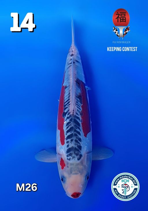 Lelang Koi Online, Jual Beli Ikan Koi, Pusat Jual Beli Koi, Info Lelang Koi Hari Ini, Platform Jual Beli Koi, Jual Beli Ikan Koi Online, Marketplace Ikan Koi, Jual Koi Terbaik, Tempat Beli Koi Berkualitas, Pasar Ikan Koi Online Terpercaya, Penjual Ikan Koi Terpercaya, Beli Koi Hias Online, Ikan Koi untuk Dijual, Koi Kualitas Terbaik, Toko Online Ikan Koi, Koi Hias Untuk Dijual, Jual Beli Ikan Koi Lokal, Koi Indonesia Online, Pusat Jual Beli Koi Terbesar