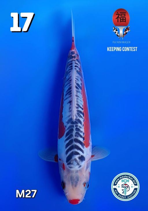 Lelang Koi Online, Jual Beli Ikan Koi, Pusat Jual Beli Koi, Info Lelang Koi Hari Ini, Platform Jual Beli Koi, Jual Beli Ikan Koi Online, Marketplace Ikan Koi, Jual Koi Terbaik, Tempat Beli Koi Berkualitas, Pasar Ikan Koi Online Terpercaya, Penjual Ikan Koi Terpercaya, Beli Koi Hias Online, Ikan Koi untuk Dijual, Koi Kualitas Terbaik, Toko Online Ikan Koi, Koi Hias Untuk Dijual, Jual Beli Ikan Koi Lokal, Koi Indonesia Online, Pusat Jual Beli Koi Terbesar