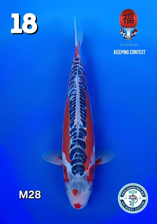 Lelang Koi Online, Jual Beli Ikan Koi, Pusat Jual Beli Koi, Info Lelang Koi Hari Ini, Platform Jual Beli Koi, Jual Beli Ikan Koi Online, Marketplace Ikan Koi, Jual Koi Terbaik, Tempat Beli Koi Berkualitas, Pasar Ikan Koi Online Terpercaya, Penjual Ikan Koi Terpercaya, Beli Koi Hias Online, Ikan Koi untuk Dijual, Koi Kualitas Terbaik, Toko Online Ikan Koi, Koi Hias Untuk Dijual, Jual Beli Ikan Koi Lokal, Koi Indonesia Online, Pusat Jual Beli Koi Terbesar