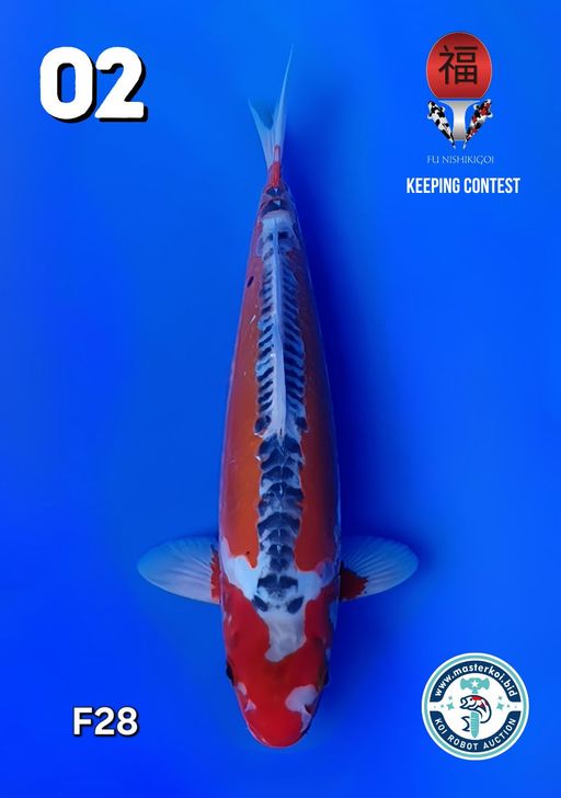 Lelang Koi Online, Jual Beli Ikan Koi, Pusat Jual Beli Koi, Info Lelang Koi Hari Ini, Platform Jual Beli Koi, Jual Beli Ikan Koi Online, Marketplace Ikan Koi, Jual Koi Terbaik, Tempat Beli Koi Berkualitas, Pasar Ikan Koi Online Terpercaya, Penjual Ikan Koi Terpercaya, Beli Koi Hias Online, Ikan Koi untuk Dijual, Koi Kualitas Terbaik, Toko Online Ikan Koi, Koi Hias Untuk Dijual, Jual Beli Ikan Koi Lokal, Koi Indonesia Online, Pusat Jual Beli Koi Terbesar