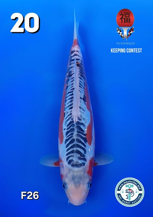 Lelang Koi Online, Jual Beli Ikan Koi, Pusat Jual Beli Koi, Info Lelang Koi Hari Ini, Platform Jual Beli Koi, Jual Beli Ikan Koi Online, Marketplace Ikan Koi, Jual Koi Terbaik, Tempat Beli Koi Berkualitas, Pasar Ikan Koi Online Terpercaya, Penjual Ikan Koi Terpercaya, Beli Koi Hias Online, Ikan Koi untuk Dijual, Koi Kualitas Terbaik, Toko Online Ikan Koi, Koi Hias Untuk Dijual, Jual Beli Ikan Koi Lokal, Koi Indonesia Online, Pusat Jual Beli Koi Terbesar