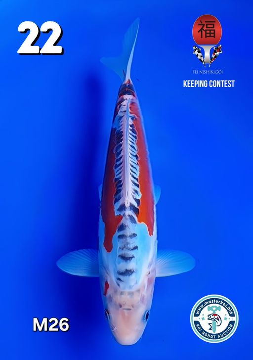 Lelang Koi Online, Jual Beli Ikan Koi, Pusat Jual Beli Koi, Info Lelang Koi Hari Ini, Platform Jual Beli Koi, Jual Beli Ikan Koi Online, Marketplace Ikan Koi, Jual Koi Terbaik, Tempat Beli Koi Berkualitas, Pasar Ikan Koi Online Terpercaya, Penjual Ikan Koi Terpercaya, Beli Koi Hias Online, Ikan Koi untuk Dijual, Koi Kualitas Terbaik, Toko Online Ikan Koi, Koi Hias Untuk Dijual, Jual Beli Ikan Koi Lokal, Koi Indonesia Online, Pusat Jual Beli Koi Terbesar
