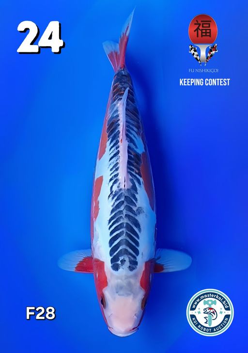 Lelang Koi Online, Jual Beli Ikan Koi, Pusat Jual Beli Koi, Info Lelang Koi Hari Ini, Platform Jual Beli Koi, Jual Beli Ikan Koi Online, Marketplace Ikan Koi, Jual Koi Terbaik, Tempat Beli Koi Berkualitas, Pasar Ikan Koi Online Terpercaya, Penjual Ikan Koi Terpercaya, Beli Koi Hias Online, Ikan Koi untuk Dijual, Koi Kualitas Terbaik, Toko Online Ikan Koi, Koi Hias Untuk Dijual, Jual Beli Ikan Koi Lokal, Koi Indonesia Online, Pusat Jual Beli Koi Terbesar