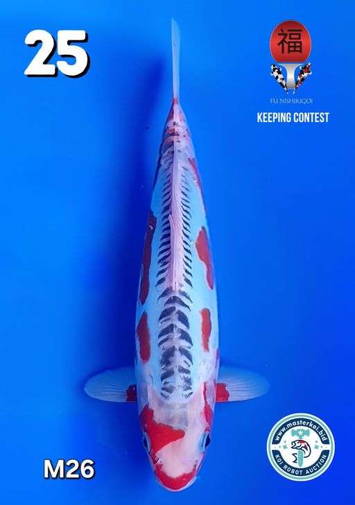 Lelang Koi Online, Jual Beli Ikan Koi, Pusat Jual Beli Koi, Info Lelang Koi Hari Ini, Platform Jual Beli Koi, Jual Beli Ikan Koi Online, Marketplace Ikan Koi, Jual Koi Terbaik, Tempat Beli Koi Berkualitas, Pasar Ikan Koi Online Terpercaya, Penjual Ikan Koi Terpercaya, Beli Koi Hias Online, Ikan Koi untuk Dijual, Koi Kualitas Terbaik, Toko Online Ikan Koi, Koi Hias Untuk Dijual, Jual Beli Ikan Koi Lokal, Koi Indonesia Online, Pusat Jual Beli Koi Terbesar