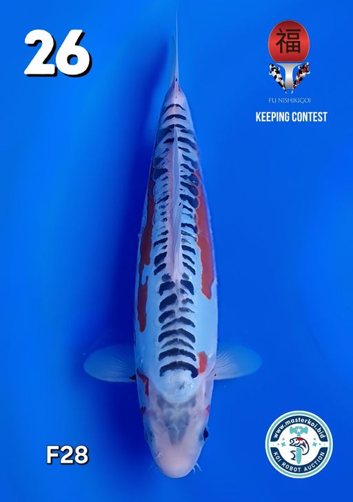 Lelang Koi Online, Jual Beli Ikan Koi, Pusat Jual Beli Koi, Info Lelang Koi Hari Ini, Platform Jual Beli Koi, Jual Beli Ikan Koi Online, Marketplace Ikan Koi, Jual Koi Terbaik, Tempat Beli Koi Berkualitas, Pasar Ikan Koi Online Terpercaya, Penjual Ikan Koi Terpercaya, Beli Koi Hias Online, Ikan Koi untuk Dijual, Koi Kualitas Terbaik, Toko Online Ikan Koi, Koi Hias Untuk Dijual, Jual Beli Ikan Koi Lokal, Koi Indonesia Online, Pusat Jual Beli Koi Terbesar