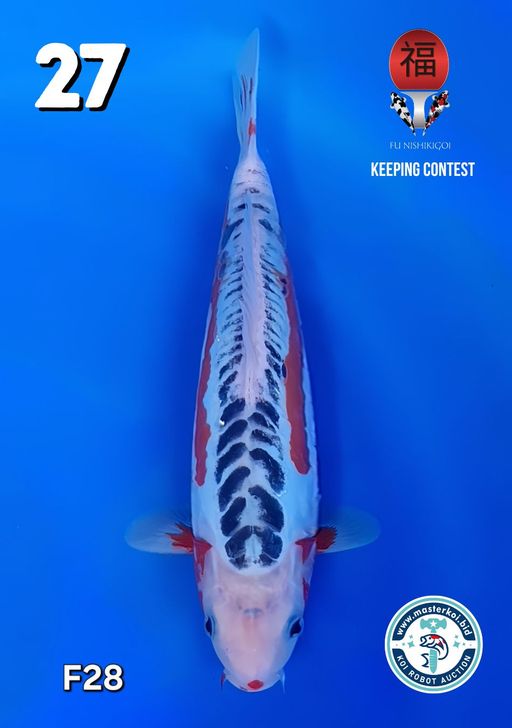 Lelang Koi Online, Jual Beli Ikan Koi, Pusat Jual Beli Koi, Info Lelang Koi Hari Ini, Platform Jual Beli Koi, Jual Beli Ikan Koi Online, Marketplace Ikan Koi, Jual Koi Terbaik, Tempat Beli Koi Berkualitas, Pasar Ikan Koi Online Terpercaya, Penjual Ikan Koi Terpercaya, Beli Koi Hias Online, Ikan Koi untuk Dijual, Koi Kualitas Terbaik, Toko Online Ikan Koi, Koi Hias Untuk Dijual, Jual Beli Ikan Koi Lokal, Koi Indonesia Online, Pusat Jual Beli Koi Terbesar