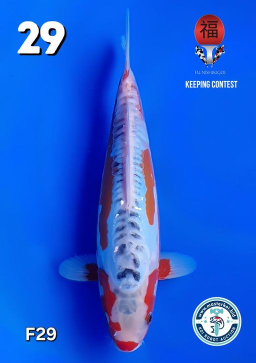 Lelang Koi Online, Jual Beli Ikan Koi, Pusat Jual Beli Koi, Info Lelang Koi Hari Ini, Platform Jual Beli Koi, Jual Beli Ikan Koi Online, Marketplace Ikan Koi, Jual Koi Terbaik, Tempat Beli Koi Berkualitas, Pasar Ikan Koi Online Terpercaya, Penjual Ikan Koi Terpercaya, Beli Koi Hias Online, Ikan Koi untuk Dijual, Koi Kualitas Terbaik, Toko Online Ikan Koi, Koi Hias Untuk Dijual, Jual Beli Ikan Koi Lokal, Koi Indonesia Online, Pusat Jual Beli Koi Terbesar