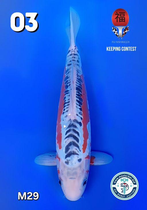 Lelang Koi Online, Jual Beli Ikan Koi, Pusat Jual Beli Koi, Info Lelang Koi Hari Ini, Platform Jual Beli Koi, Jual Beli Ikan Koi Online, Marketplace Ikan Koi, Jual Koi Terbaik, Tempat Beli Koi Berkualitas, Pasar Ikan Koi Online Terpercaya, Penjual Ikan Koi Terpercaya, Beli Koi Hias Online, Ikan Koi untuk Dijual, Koi Kualitas Terbaik, Toko Online Ikan Koi, Koi Hias Untuk Dijual, Jual Beli Ikan Koi Lokal, Koi Indonesia Online, Pusat Jual Beli Koi Terbesar