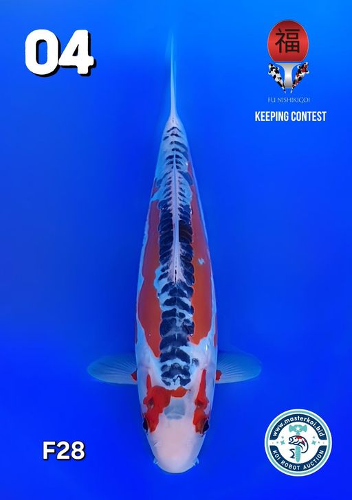 Lelang Koi Online, Jual Beli Ikan Koi, Pusat Jual Beli Koi, Info Lelang Koi Hari Ini, Platform Jual Beli Koi, Jual Beli Ikan Koi Online, Marketplace Ikan Koi, Jual Koi Terbaik, Tempat Beli Koi Berkualitas, Pasar Ikan Koi Online Terpercaya, Penjual Ikan Koi Terpercaya, Beli Koi Hias Online, Ikan Koi untuk Dijual, Koi Kualitas Terbaik, Toko Online Ikan Koi, Koi Hias Untuk Dijual, Jual Beli Ikan Koi Lokal, Koi Indonesia Online, Pusat Jual Beli Koi Terbesar