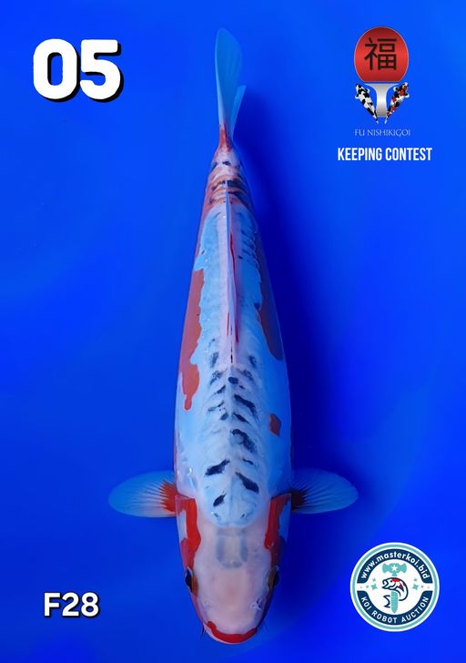 Lelang Koi Online, Jual Beli Ikan Koi, Pusat Jual Beli Koi, Info Lelang Koi Hari Ini, Platform Jual Beli Koi, Jual Beli Ikan Koi Online, Marketplace Ikan Koi, Jual Koi Terbaik, Tempat Beli Koi Berkualitas, Pasar Ikan Koi Online Terpercaya, Penjual Ikan Koi Terpercaya, Beli Koi Hias Online, Ikan Koi untuk Dijual, Koi Kualitas Terbaik, Toko Online Ikan Koi, Koi Hias Untuk Dijual, Jual Beli Ikan Koi Lokal, Koi Indonesia Online, Pusat Jual Beli Koi Terbesar