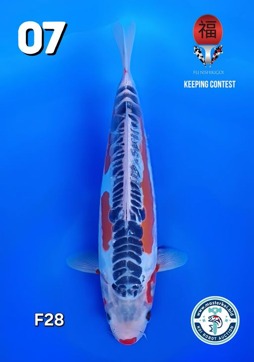 Lelang Koi Online, Jual Beli Ikan Koi, Pusat Jual Beli Koi, Info Lelang Koi Hari Ini, Platform Jual Beli Koi, Jual Beli Ikan Koi Online, Marketplace Ikan Koi, Jual Koi Terbaik, Tempat Beli Koi Berkualitas, Pasar Ikan Koi Online Terpercaya, Penjual Ikan Koi Terpercaya, Beli Koi Hias Online, Ikan Koi untuk Dijual, Koi Kualitas Terbaik, Toko Online Ikan Koi, Koi Hias Untuk Dijual, Jual Beli Ikan Koi Lokal, Koi Indonesia Online, Pusat Jual Beli Koi Terbesar