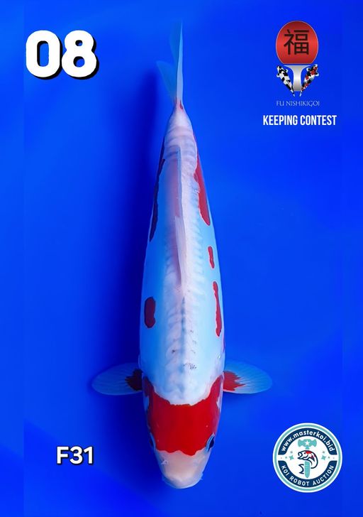 Lelang Koi Online, Jual Beli Ikan Koi, Pusat Jual Beli Koi, Info Lelang Koi Hari Ini, Platform Jual Beli Koi, Jual Beli Ikan Koi Online, Marketplace Ikan Koi, Jual Koi Terbaik, Tempat Beli Koi Berkualitas, Pasar Ikan Koi Online Terpercaya, Penjual Ikan Koi Terpercaya, Beli Koi Hias Online, Ikan Koi untuk Dijual, Koi Kualitas Terbaik, Toko Online Ikan Koi, Koi Hias Untuk Dijual, Jual Beli Ikan Koi Lokal, Koi Indonesia Online, Pusat Jual Beli Koi Terbesar