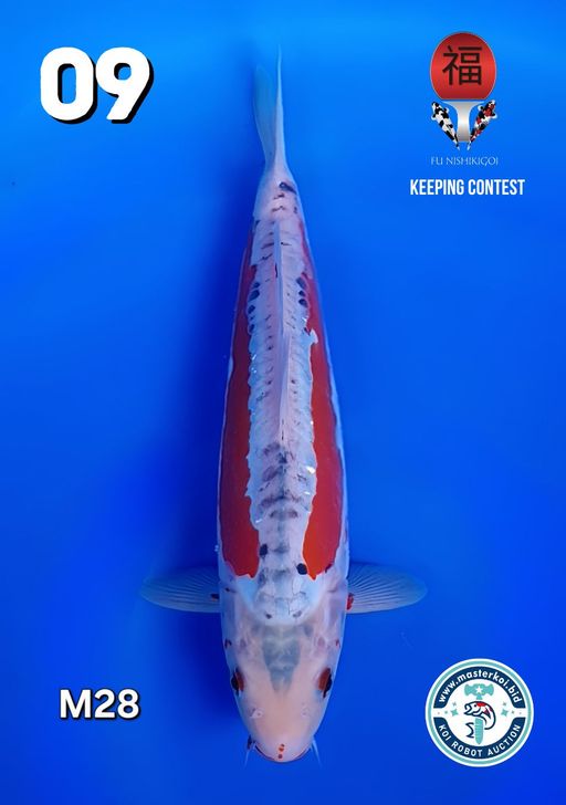 Lelang Koi Online, Jual Beli Ikan Koi, Pusat Jual Beli Koi, Info Lelang Koi Hari Ini, Platform Jual Beli Koi, Jual Beli Ikan Koi Online, Marketplace Ikan Koi, Jual Koi Terbaik, Tempat Beli Koi Berkualitas, Pasar Ikan Koi Online Terpercaya, Penjual Ikan Koi Terpercaya, Beli Koi Hias Online, Ikan Koi untuk Dijual, Koi Kualitas Terbaik, Toko Online Ikan Koi, Koi Hias Untuk Dijual, Jual Beli Ikan Koi Lokal, Koi Indonesia Online, Pusat Jual Beli Koi Terbesar