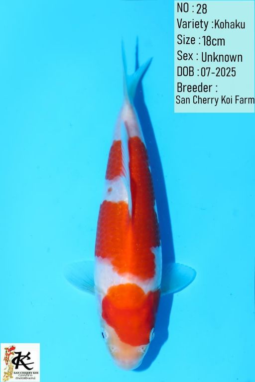 Lelang Koi Online, Jual Beli Ikan Koi, Pusat Jual Beli Koi, Info Lelang Koi Hari Ini, Platform Jual Beli Koi, Jual Beli Ikan Koi Online, Marketplace Ikan Koi, Jual Koi Terbaik, Tempat Beli Koi Berkualitas, Pasar Ikan Koi Online Terpercaya, Penjual Ikan Koi Terpercaya, Beli Koi Hias Online, Ikan Koi untuk Dijual, Koi Kualitas Terbaik, Toko Online Ikan Koi, Koi Hias Untuk Dijual, Jual Beli Ikan Koi Lokal, Koi Indonesia Online, Pusat Jual Beli Koi Terbesar