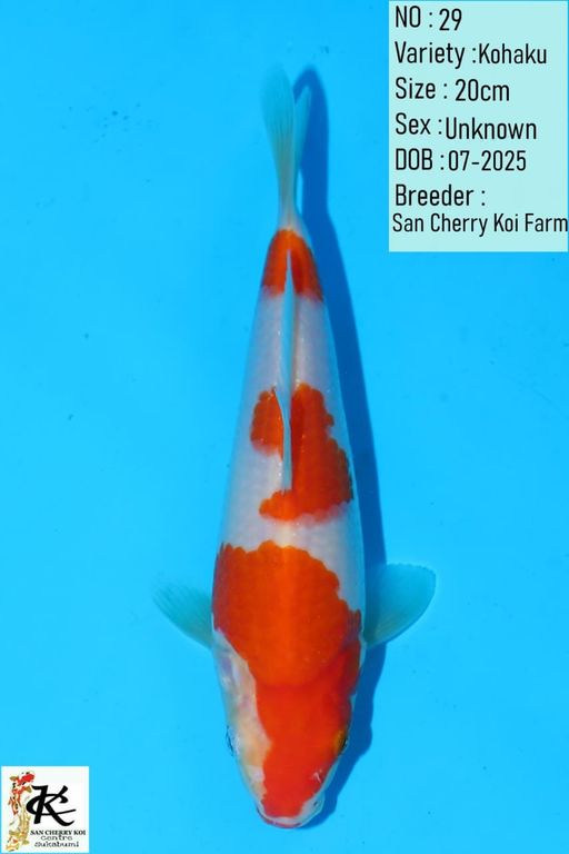 Lelang Koi Online, Jual Beli Ikan Koi, Pusat Jual Beli Koi, Info Lelang Koi Hari Ini, Platform Jual Beli Koi, Jual Beli Ikan Koi Online, Marketplace Ikan Koi, Jual Koi Terbaik, Tempat Beli Koi Berkualitas, Pasar Ikan Koi Online Terpercaya, Penjual Ikan Koi Terpercaya, Beli Koi Hias Online, Ikan Koi untuk Dijual, Koi Kualitas Terbaik, Toko Online Ikan Koi, Koi Hias Untuk Dijual, Jual Beli Ikan Koi Lokal, Koi Indonesia Online, Pusat Jual Beli Koi Terbesar