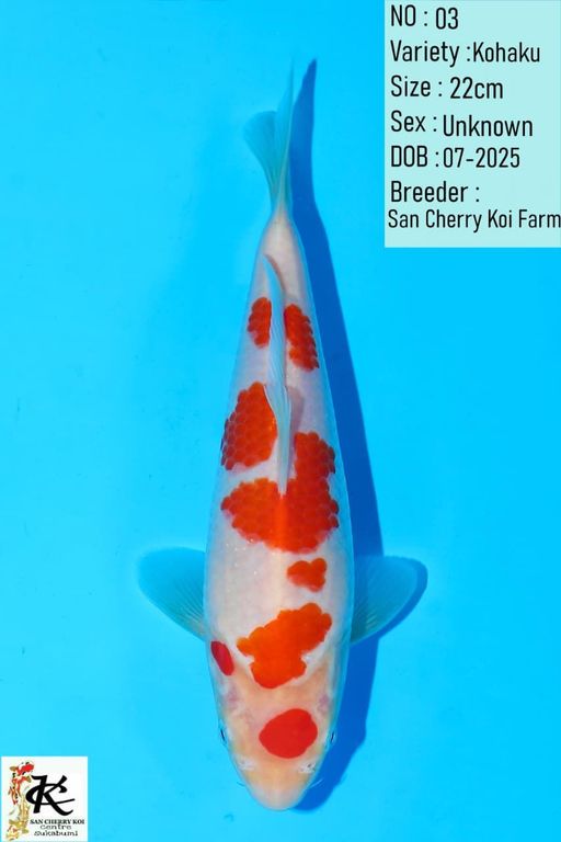 Lelang Koi Online, Jual Beli Ikan Koi, Pusat Jual Beli Koi, Info Lelang Koi Hari Ini, Platform Jual Beli Koi, Jual Beli Ikan Koi Online, Marketplace Ikan Koi, Jual Koi Terbaik, Tempat Beli Koi Berkualitas, Pasar Ikan Koi Online Terpercaya, Penjual Ikan Koi Terpercaya, Beli Koi Hias Online, Ikan Koi untuk Dijual, Koi Kualitas Terbaik, Toko Online Ikan Koi, Koi Hias Untuk Dijual, Jual Beli Ikan Koi Lokal, Koi Indonesia Online, Pusat Jual Beli Koi Terbesar