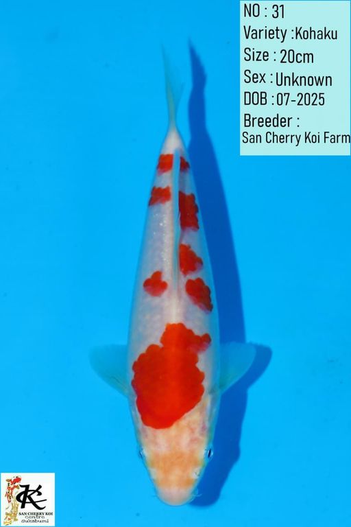 Lelang Koi Online, Jual Beli Ikan Koi, Pusat Jual Beli Koi, Info Lelang Koi Hari Ini, Platform Jual Beli Koi, Jual Beli Ikan Koi Online, Marketplace Ikan Koi, Jual Koi Terbaik, Tempat Beli Koi Berkualitas, Pasar Ikan Koi Online Terpercaya, Penjual Ikan Koi Terpercaya, Beli Koi Hias Online, Ikan Koi untuk Dijual, Koi Kualitas Terbaik, Toko Online Ikan Koi, Koi Hias Untuk Dijual, Jual Beli Ikan Koi Lokal, Koi Indonesia Online, Pusat Jual Beli Koi Terbesar