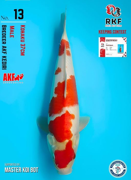 Lelang Koi Online, Jual Beli Ikan Koi, Pusat Jual Beli Koi, Info Lelang Koi Hari Ini, Platform Jual Beli Koi, Jual Beli Ikan Koi Online, Marketplace Ikan Koi, Jual Koi Terbaik, Tempat Beli Koi Berkualitas, Pasar Ikan Koi Online Terpercaya, Penjual Ikan Koi Terpercaya, Beli Koi Hias Online, Ikan Koi untuk Dijual, Koi Kualitas Terbaik, Toko Online Ikan Koi, Koi Hias Untuk Dijual, Jual Beli Ikan Koi Lokal, Koi Indonesia Online, Pusat Jual Beli Koi Terbesar