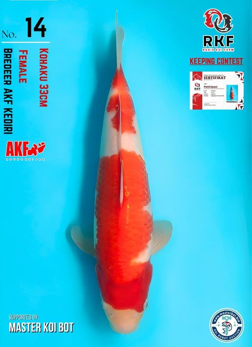 Lelang Koi Online, Jual Beli Ikan Koi, Pusat Jual Beli Koi, Info Lelang Koi Hari Ini, Platform Jual Beli Koi, Jual Beli Ikan Koi Online, Marketplace Ikan Koi, Jual Koi Terbaik, Tempat Beli Koi Berkualitas, Pasar Ikan Koi Online Terpercaya, Penjual Ikan Koi Terpercaya, Beli Koi Hias Online, Ikan Koi untuk Dijual, Koi Kualitas Terbaik, Toko Online Ikan Koi, Koi Hias Untuk Dijual, Jual Beli Ikan Koi Lokal, Koi Indonesia Online, Pusat Jual Beli Koi Terbesar