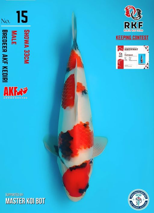 Lelang Koi Online, Jual Beli Ikan Koi, Pusat Jual Beli Koi, Info Lelang Koi Hari Ini, Platform Jual Beli Koi, Jual Beli Ikan Koi Online, Marketplace Ikan Koi, Jual Koi Terbaik, Tempat Beli Koi Berkualitas, Pasar Ikan Koi Online Terpercaya, Penjual Ikan Koi Terpercaya, Beli Koi Hias Online, Ikan Koi untuk Dijual, Koi Kualitas Terbaik, Toko Online Ikan Koi, Koi Hias Untuk Dijual, Jual Beli Ikan Koi Lokal, Koi Indonesia Online, Pusat Jual Beli Koi Terbesar